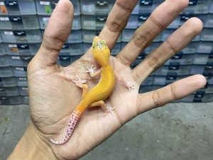 B-337 | RAPTOR - INCUB. BETINA