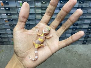 B-343 | ALBINO TREMPER POSSIBLE HET. RAPTOR - INCUB. BETINA