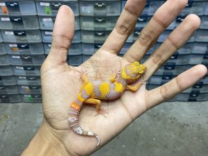 B-347 | SUNSPOT - INCUB. BETINA