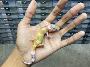 B-348 | SUPER HYPO POSSIBLE TUG POSSIBLE HET. RAPTOR - INCUB. BETINA