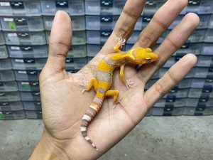 B-353 | SUNSPOT - INCUB. JANTAN