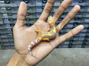 B-354 | ALBINO TREMPER JUNGLE POSSIBLE HET. RAPTOR - INCUB. JANTAN