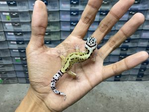 B-355 | BOLD STRIPE POSSIBLE HET. TREMPER - INCUB. JANTAN