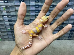 B-356 | ALBINO WHITE & YELLOW RAPTOR - INCUB. JANTAN