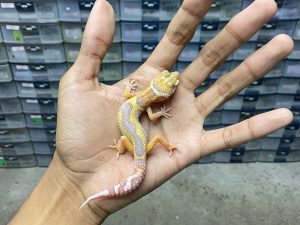 B-357 | ALBINO TREMPER REVERSE POSSIBLE HET. ECLIPSE - INCUB. JANTAN