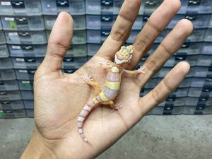 B-359 | ALBINO WHITE &YELLOW BELL POSSIBLE HET. RADAR - INCUB. JANTAN