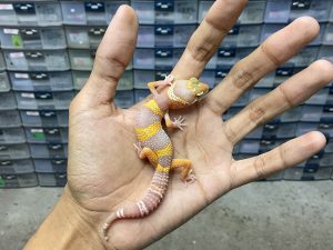B-361 | ALBINO WHITE & YELLOW TREMPER POSSIBLE HET. RAPTOR - INCUB. JANTAN