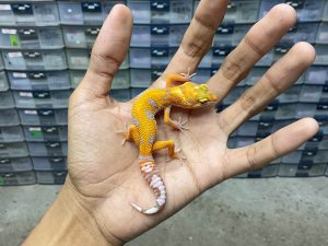 B-362 | ALBINO TREMPER JUNGLE POSSIBLE HET. TREMPER - INCUB. BETINA