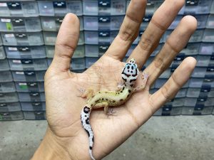 B-363 | BOLD STRIPE POSSIBLE HET. TREMPER - INCUB. JANTAN