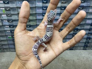 B-364 | MACK SNOW HET. MURPHY ECLIPSE - INCUB. BETINA