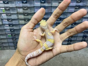 B-365 | ALBINO MACK SNOW BELL POSSIBLE HET. WHITE KNIGHT - INCUB. JANTAN