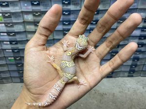 B-368 | ALBINO MACK SNOW BELL POSSIBLE HET. WHITE KNIGHT - INCUB. JANTAN