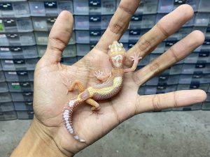 B-370 | ALBINO TREMPER MACK SNOW BOLD STRIPE - INCUB. BETINA