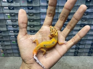 B-371 | EMERINE POSSIBLE HET. TREMPER - INCUB. JANTAN