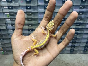 B-372 | ALBINO BELL BOLD STRIPE - INCUB. BETINA