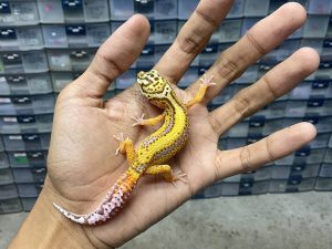 B-374 | ALBINO BELL BOLD STRIPE - INCUB. BETINA