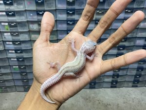 B-375 | MACK SNOW MURPHY POSSIBLE HET. ECLIPSE - INCUB. JANTAN