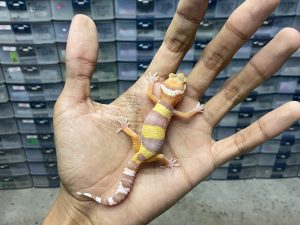 B-377 | ALBINO TREMPER POSSIBLE HET. ECLIPSE - INCUB. BETINA