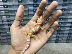 B-379 | ALBINO TREMPER - INCUB. BETINA