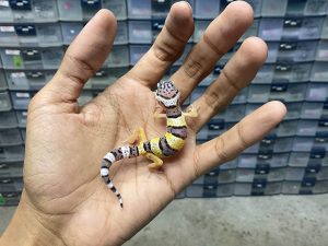 B-380 | TANGERINE BLACK NIGHT - INCUB. BETINA