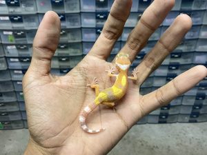 B-381 | SUNGLOW - INCUB. BETINA