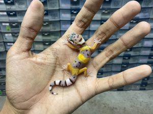 B-383 | EMERALD TANGERINE/ EMERINE HET. ECLIPSE - INCUB. BETINA