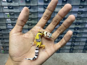 B-384 | EMERINE JUNGLE POSSIBLE HET. TREMPER - INCUB. BETINA