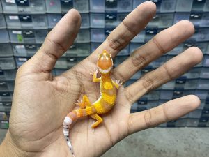 B-385 | SHTCT HET. TREMPER - INCUB. JANTAN