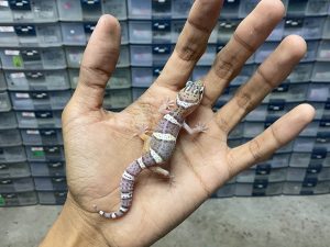 B-309 | SNOW BLACK NIGHT HET. TREMPER - INCUB. JANTAN