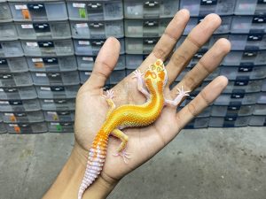 P-216 | WHITE & YELLOW APTOR RED STRIPE HET. ECLIPSE - BETINA