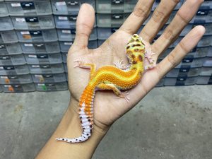 P-218 | EMERINE RED STRIPE HET. TREMPER POSSIBLE HET. ECLIPSE - BETINA | QUALITY CONTEST