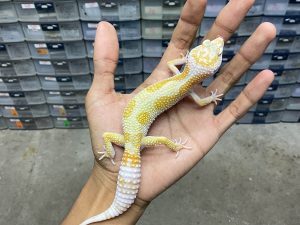 P-222 | WHITE & YELLOW ALBINO RAIN WATER POSSIBLE HET. CYCLONE- BETINA | SIAP KONTES