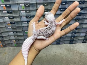 P-223 | SUPER PIED HET. TREMPER - BETINA