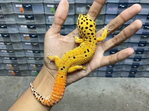 P-225 | TANGERINE FULL CARROT TAIL - JANTAN