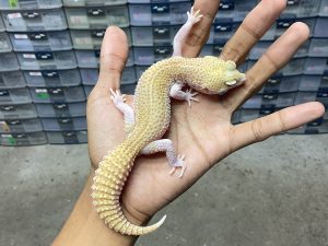 P-227 | PIED ALBINO/ SUPER SNOW RAPTOR PIED HET. MURPHY - BETINA