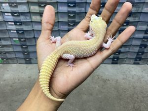 P-228 | PIED ALBINO/ SUPER SNOW RAPTOR PIED HET. MURPHY - BETINA