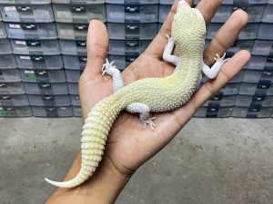 P-229 | PIED ALBINO/ SUPER SNOW RAPTOR PIED - JANTAN