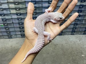 P-230 | SUPER PIED HET. MURPHY - BETINA