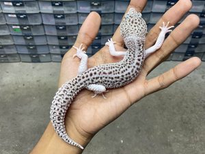 P-239 | PIED/ SUPER SNOW ECLIPSE HIGH WHITE - JANTAN