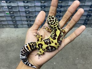 P-240 | AFGHAN TANGERINE HET. TREMPER - BETINA | QUALITY CONTEST