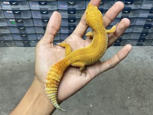P-241 | DARK TANGERINE HET. TREMPER - BETINA