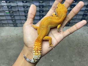 P-242 | DARK TANGERINE HET. TREMPER - BETINA