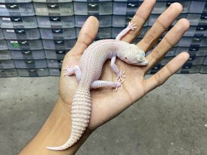 P-234 | PIED ALBINO/ SUPER SNOW RAPTOR PIED HET. MURPHY - BETINA