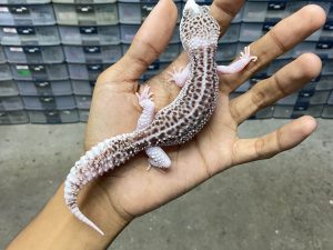 P-235 | PIED - BETINA