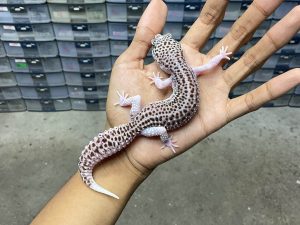 P-236 | PIED - BETINA