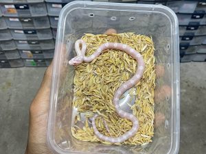 CS-2 | SNOW - BABY BETINA