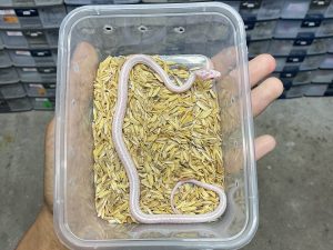 CS-5 | SNOW TESSERA - BABY JANTAN