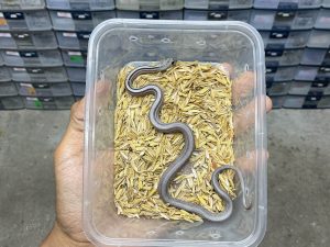 CS-6 | ANERY STRIPE - BABY UNSEX