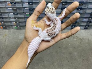 P-217 | EXTREME PIED POSSIBLE HET. ALBINO TREMPER - BETINA
