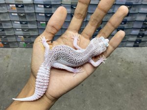 P-245 | SUPER PIED - BETINA